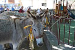DSC_0098.jpg DSC_0098.jpg