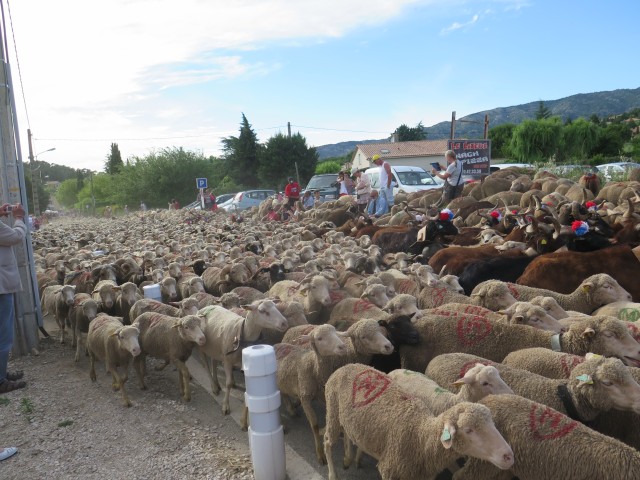 Recampado Daniel 2016_45.jpg