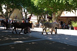 Recampado_danses_2024_64.jpg