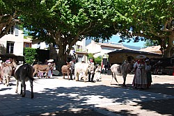 Recampado_danses_2024_71.jpg