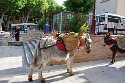 Recampado defile 2026.jpg Recampado defile 2026.jpg